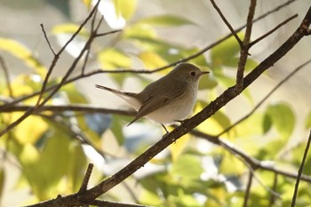 Red-breasted Flycatcher 埼玉県 Wed, 1/11/2023