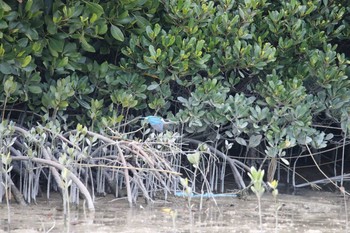 Collared Kingfisher Manko Waterbird & Wetland Center  Sat, 3/24/2018