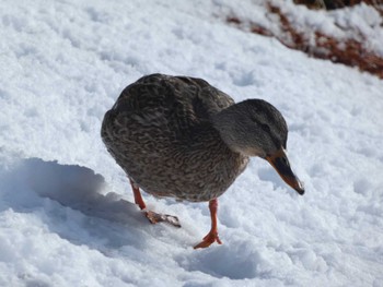 2022年12月25日(日) 北大研究林(北海道大学苫小牧研究林)の野鳥観察記録