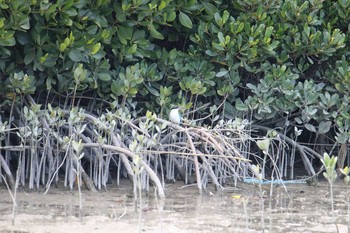 Collared Kingfisher Manko Waterbird & Wetland Center  Sat, 3/24/2018