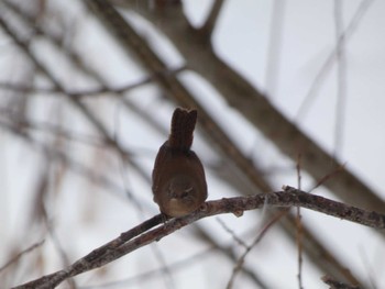 2022年12月25日(日) 真駒内公園の野鳥観察記録