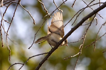 Red-breasted Flycatcher Osaka castle park Wed, 1/11/2023