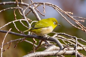 Warbling White-eye Osaka castle park Wed, 1/11/2023