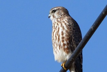 コチョウゲンボウ 板倉町 2023年1月8日(日)