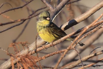 Masked Bunting 浮島ヶ原自然公園 Tue, 1/10/2023