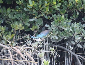 Collared Kingfisher Manko Waterbird & Wetland Center  Sat, 3/24/2018