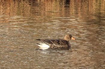 Greater White-fronted Goose 浮島ヶ原自然公園 Tue, 1/10/2023