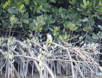 ナンヨウショウビン 漫湖水鳥・湿地センター 2018年3月24日(土)