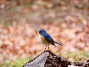 Red-flanked Bluetail Kinuta Park Sun, 1/30/2022