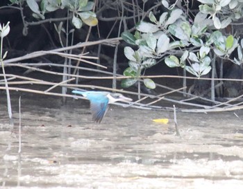 Collared Kingfisher Manko Waterbird & Wetland Center  Sat, 3/24/2018