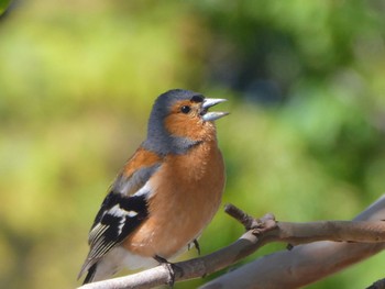 Eurasian Chaffinch Unknown Spots Wed, 12/28/2022