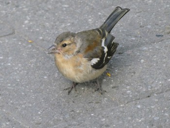 Eurasian Chaffinch Queenstown, New Zealand Thu, 12/29/2022