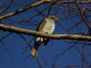 Brown-eared Bulbul Higashitakane Forest park Unknown Date