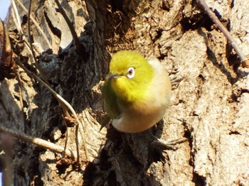 Warbling White-eye Higashitakane Forest park Unknown Date