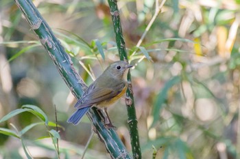 Red-flanked Bluetail Meiji Jingu(Meiji Shrine) Mon, 1/9/2023