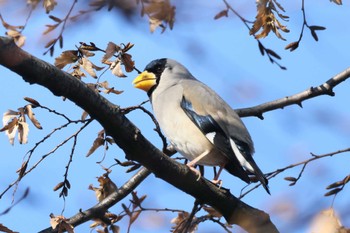 Japanese Grosbeak 生田緑地 Mon, 1/9/2023