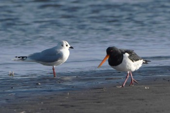 ズグロカモメ ふなばし三番瀬海浜公園 2023年1月10日(火)