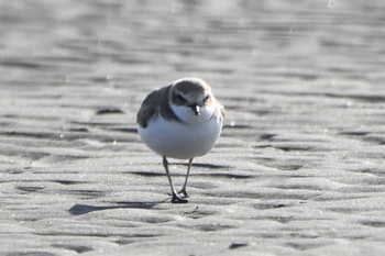 シロチドリ ふなばし三番瀬海浜公園 2023年1月10日(火)