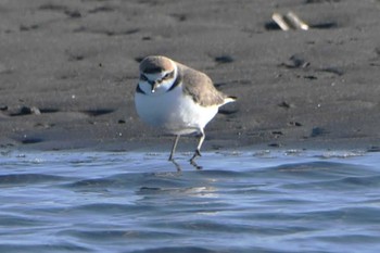 シロチドリ ふなばし三番瀬海浜公園 2023年1月10日(火)