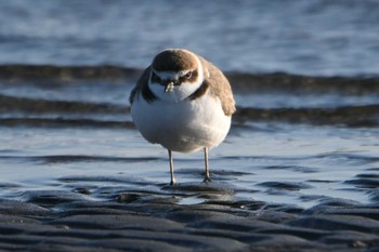 シロチドリ ふなばし三番瀬海浜公園 2023年1月10日(火)