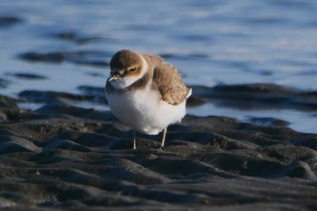 シロチドリ ふなばし三番瀬海浜公園 2023年1月10日(火)