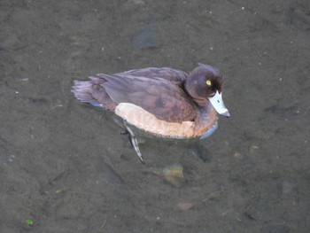 2023年1月11日(水) 平和の森公園、妙正寺川の野鳥観察記録