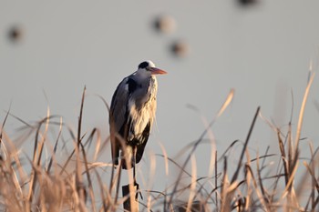 Grey Heron North Inba Swamp Wed, 12/21/2022