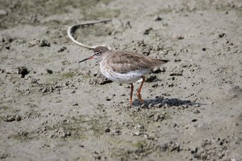 アカアシシギ 漫湖水鳥・湿地センター 2018年3月24日(土)