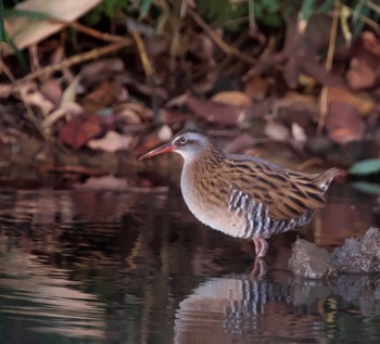 Brown-cheeked Rail 東京都多摩地域 Wed, 1/11/2023