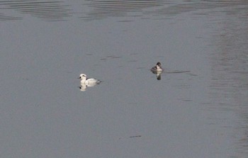 2023年1月7日(土) 佐布里池の野鳥観察記録