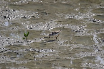 ツルシギ 漫湖水鳥・湿地センター 2018年3月24日(土)