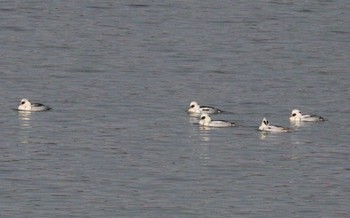 2023年1月7日(土) 七本木池公園(半田市)の野鳥観察記録