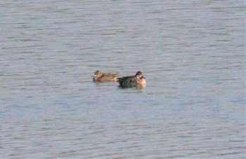 2023年1月7日(土) 前山ダム(常滑市)の野鳥観察記録