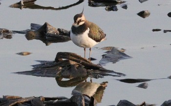 2023年1月7日(土) 玉越池(常滑市)の野鳥観察記録