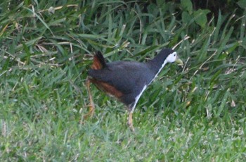 White-breasted Waterhen Miyako Island Tue, 1/3/2023