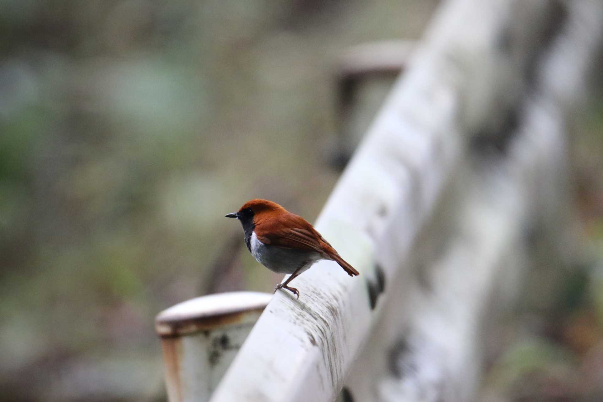  アカヒゲの写真 by マイク