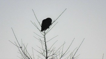 Ural Owl 南牧村 Wed, 1/11/2023