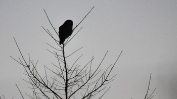 Ural Owl 南牧村 Wed, 1/11/2023