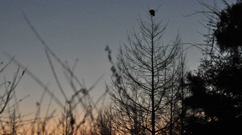 Ural Owl 南牧村 Wed, 1/11/2023