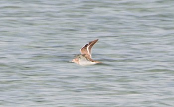 Common Sandpiper Miyako Island Tue, 1/3/2023