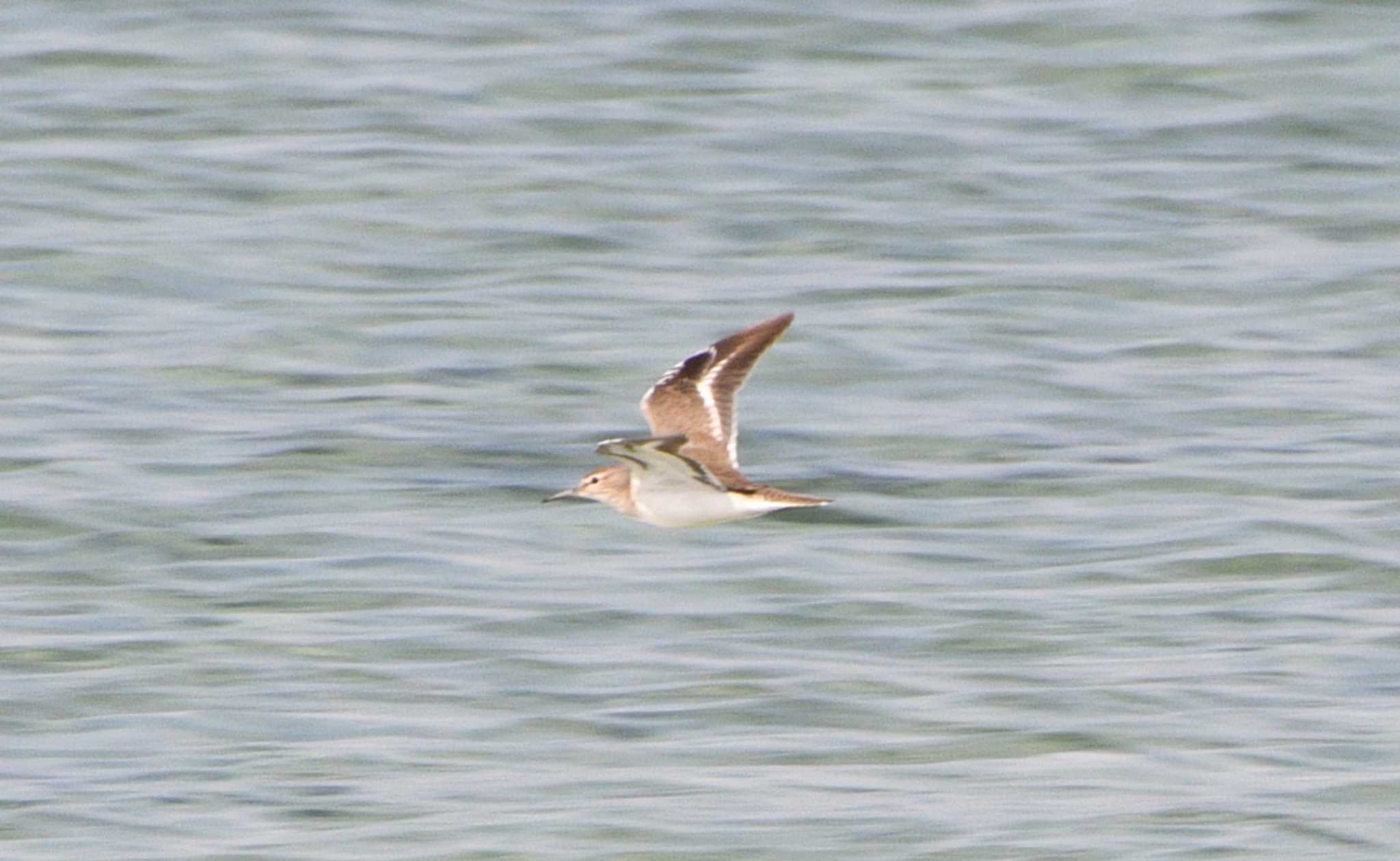 Photo of Common Sandpiper at Miyako Island by TOM57