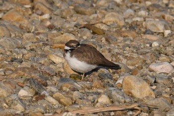 2022年12月31日(土) 矢田川の野鳥観察記録