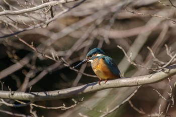 カワセミ 明治神宮 2023年1月9日(月)