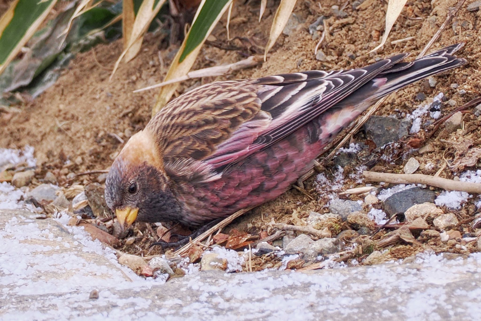 Asian Rosy Finch