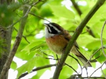 2022年5月20日(金) 榛名湖の野鳥観察記録