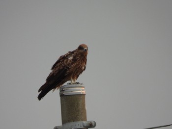 2022年5月20日(金) 群馬県の野鳥観察記録