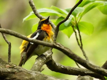 2022年5月20日(金) 伊香保森林公園の野鳥観察記録