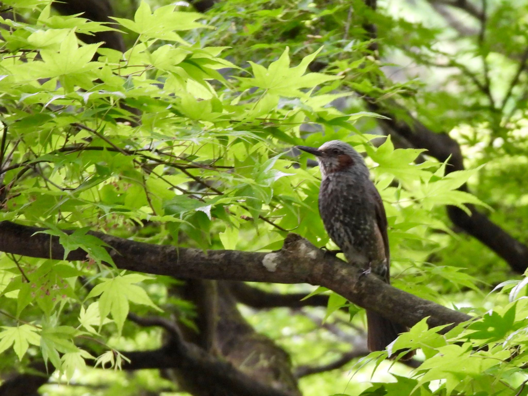 Brown-eared Bulbul