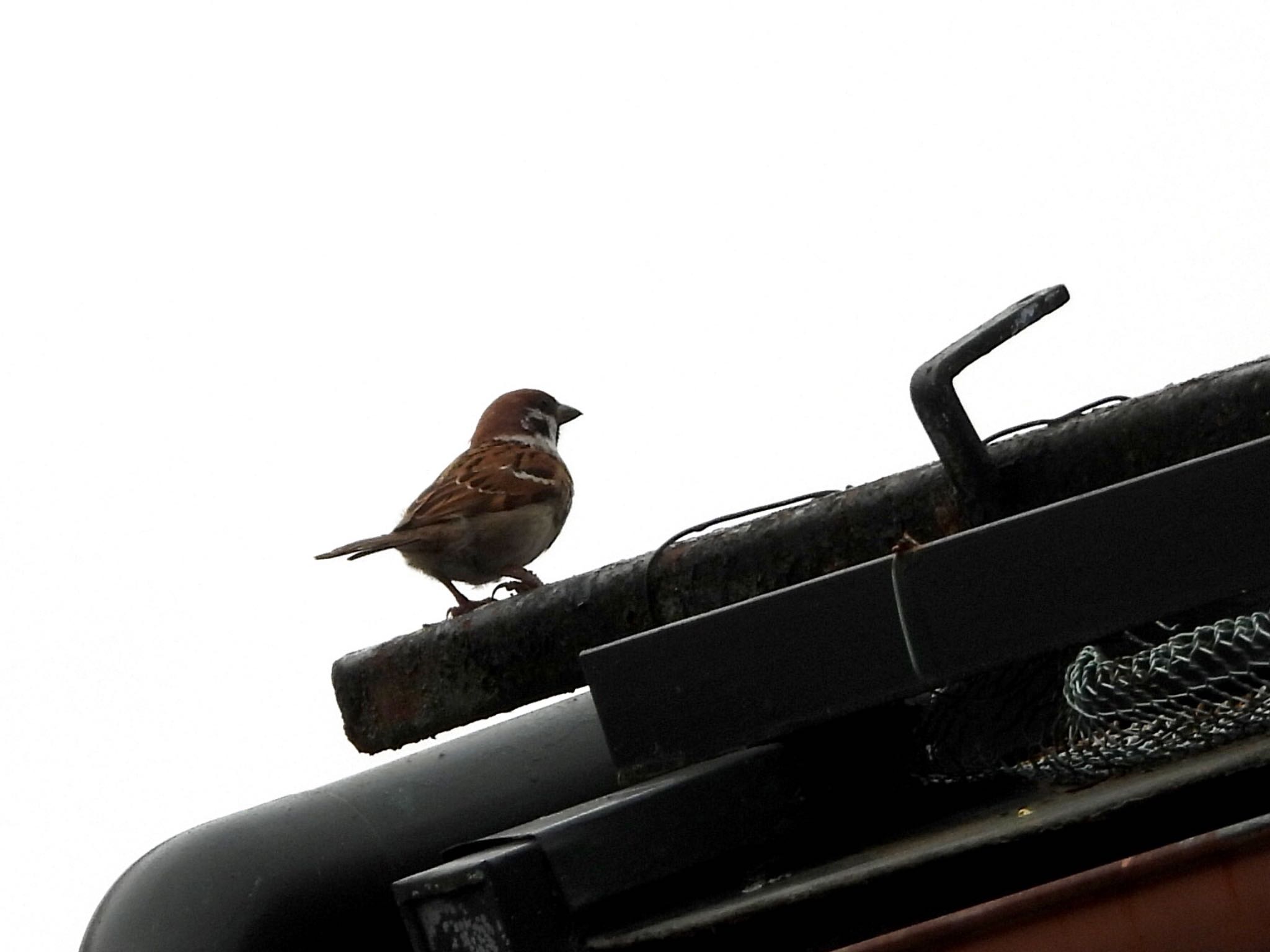 Eurasian Tree Sparrow