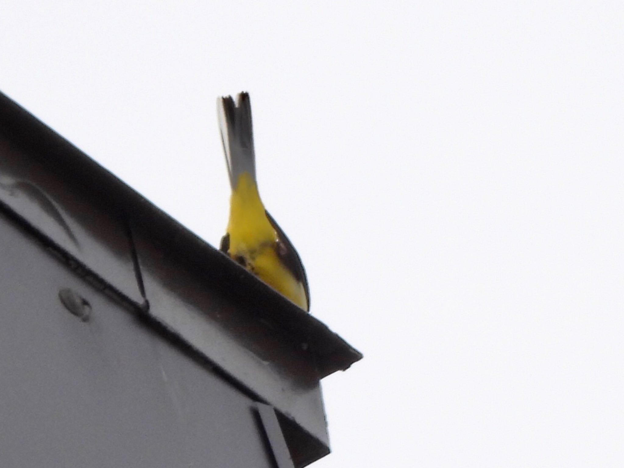 Grey Wagtail